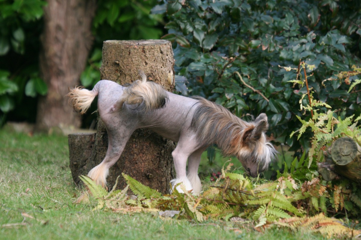 オス犬のマーキングにある複数の意味について