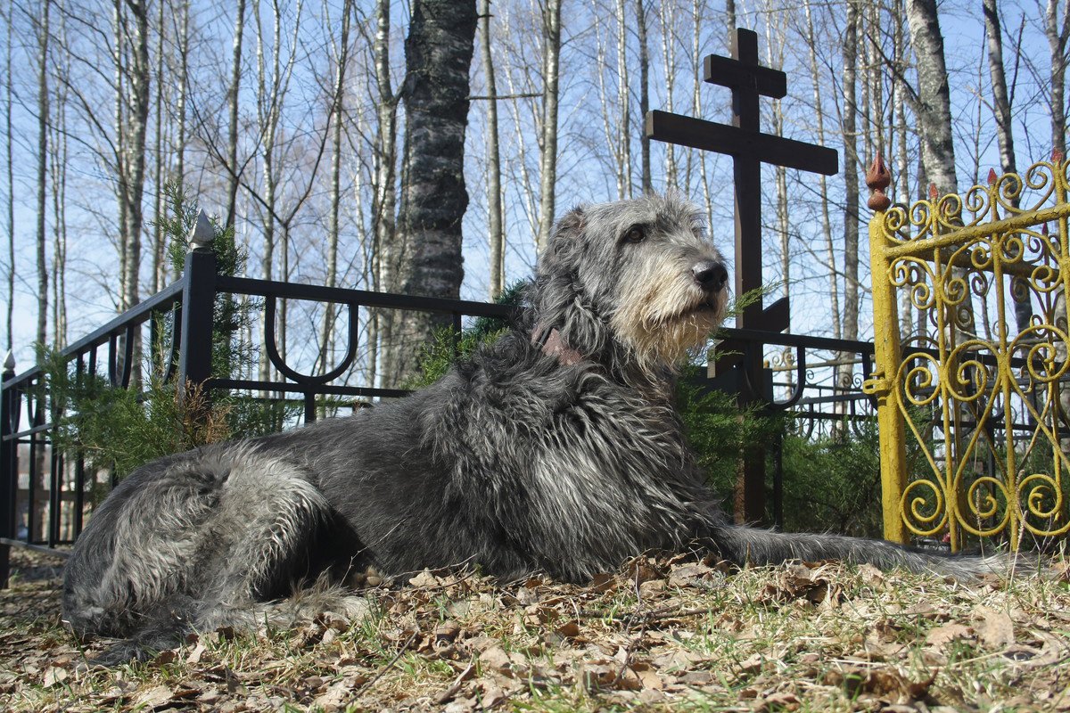 犬は『飼い主の死』を認識する？悲しい気持ちになるの？どんな変化が表れる？