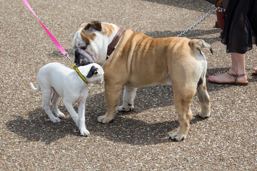 犬の散歩中に他の犬と出会った時はどう接するのが適切？