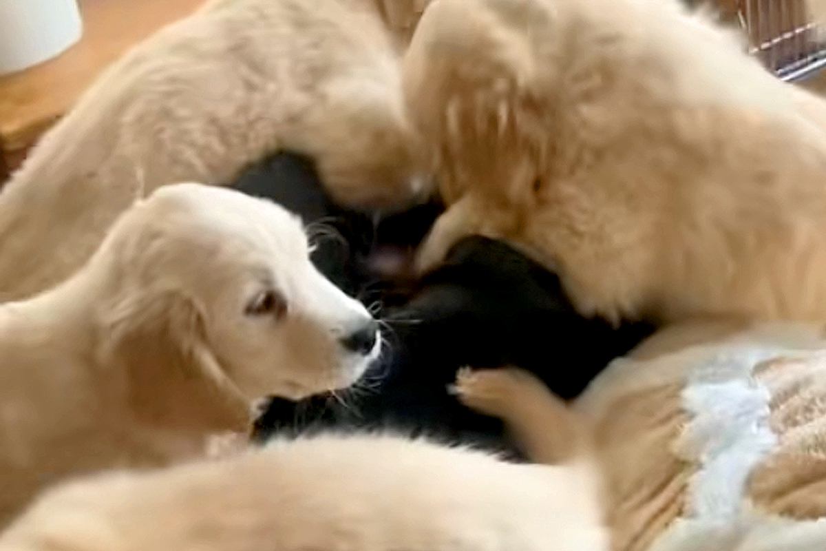 コタツで寝ていたら『大型犬の赤ちゃんたち』が…まるで天国のような『羨ましすぎる光景』が11万再生「幸せの襲来」「1度でいいから交代して」