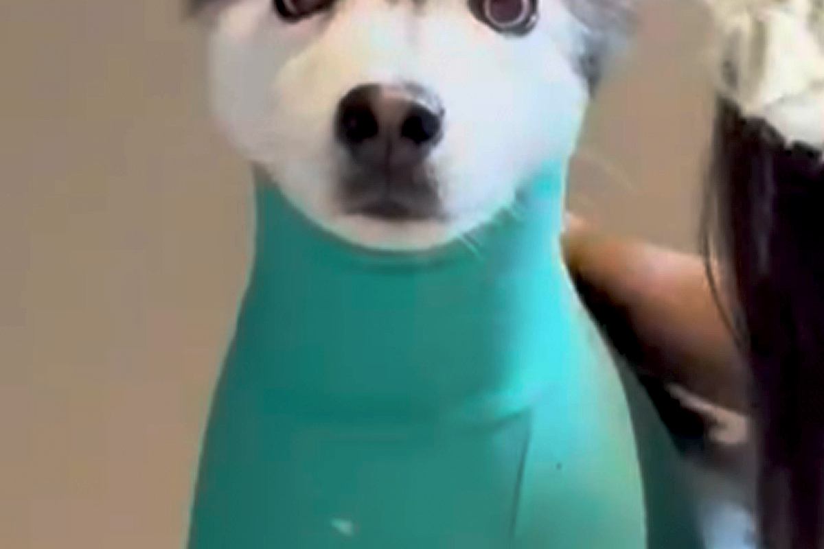 お出かけのため、犬に『服』を着せた結果→思った以上に『ピチピチ』で…もはや別犬な『まさかの風貌』が22万再生「笑い止まらん」「ほっそｗｗ」