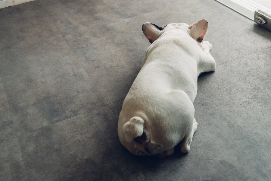 犬のテンションを下げてしまう飼い主の行動５つ！愛犬の元気がないのはこのせいかも？