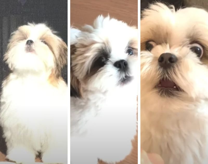 愛犬の鳴き声は『0歳から4歳』でどう変わった？比較動画に「そのうち日本語話しそう」「それぞれ特徴あって可愛い」