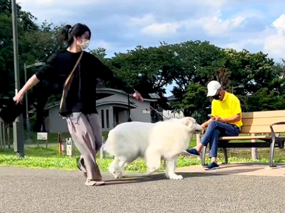 超大型犬に内緒で『おじいちゃんとおばあちゃんの隣』を通ったら…面白すぎる実験結果が13万再生「空気読んでて草」「わざとでしょｗ」と爆笑