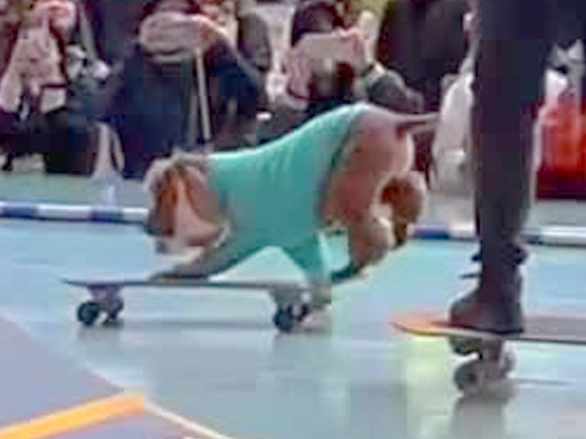 雨の代々木公園で、闘病中のおじいちゃん犬がパフォーマンス→予想以上に『愛と絆あふれる空間』に「本当にかっこいい」「13歳とは思えない」