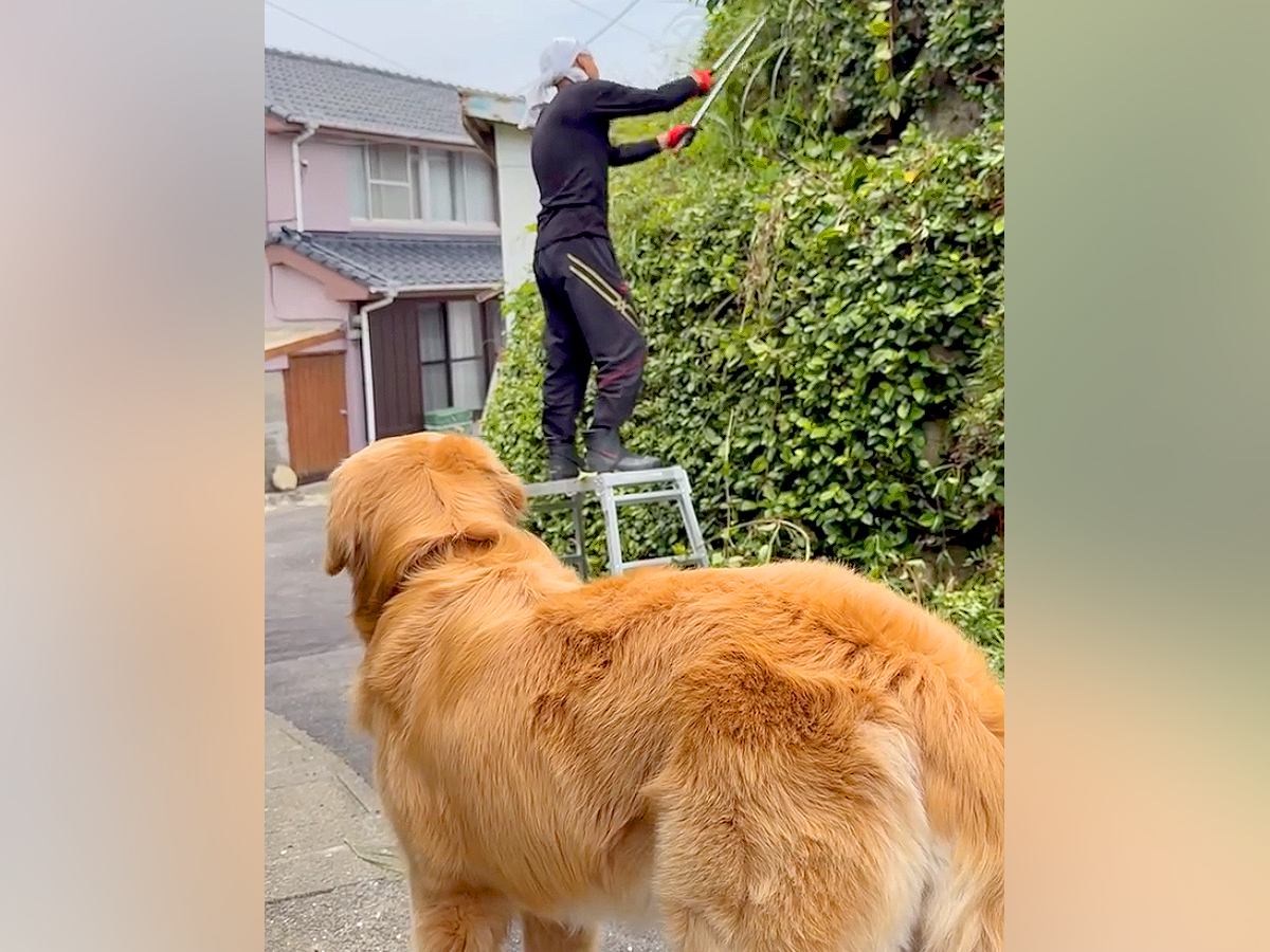 『草刈りしてくるね』と大型犬に伝えた結果→心配で見に来てくれて…想像以上だった『まさかの行動』に98万再生「可愛い配達屋さん」「賢い」