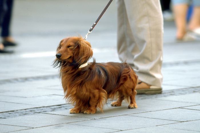 飼い犬が人を噛んだ！絶対すぐにやらなきゃいけないコト