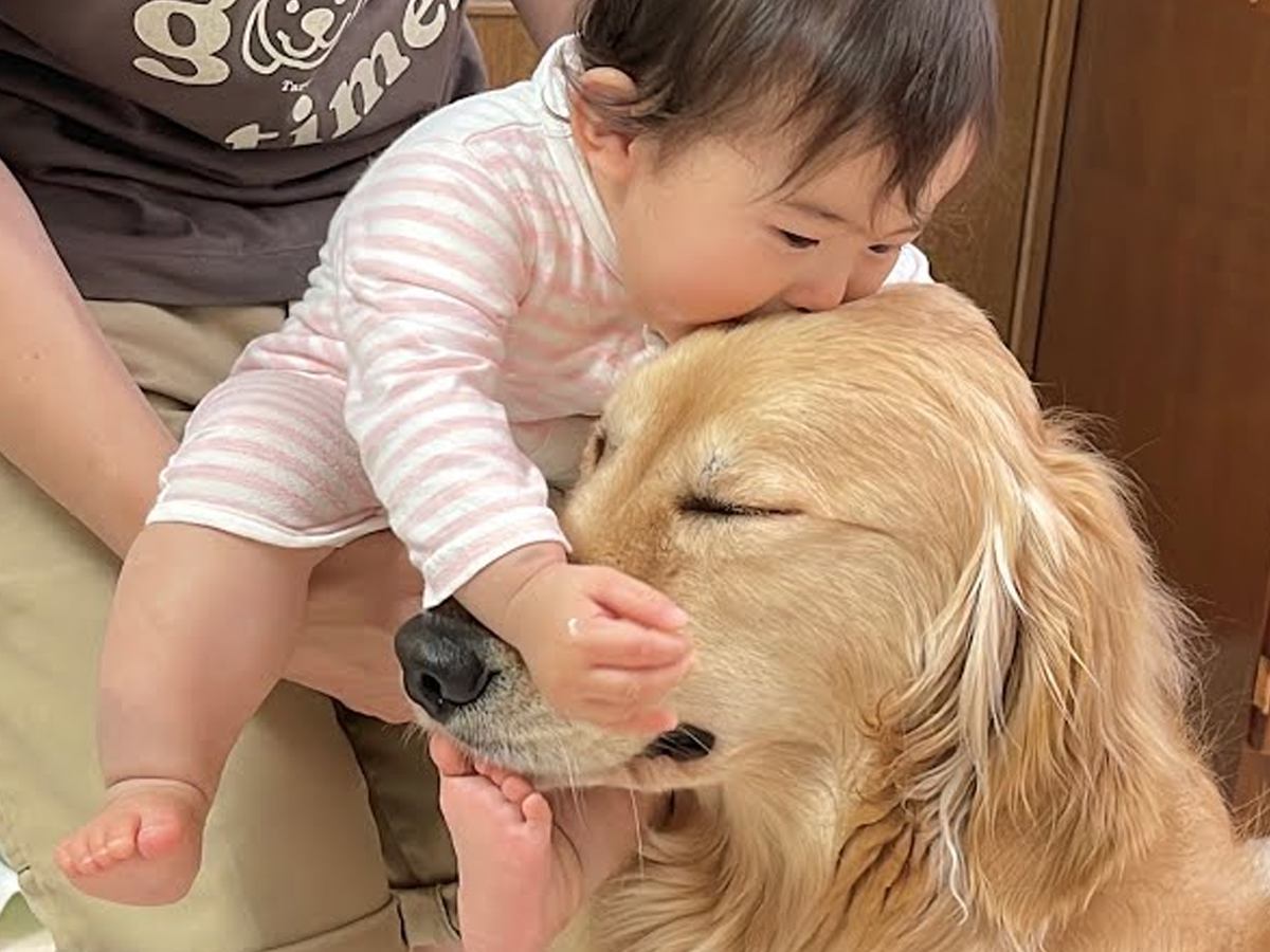 赤ちゃんが眠そうなので寝かそうとしたら、大型犬が…まるで『永遠の別れ』のような光景が尊いと27万再生「切なそうな顔」「たまらん」
