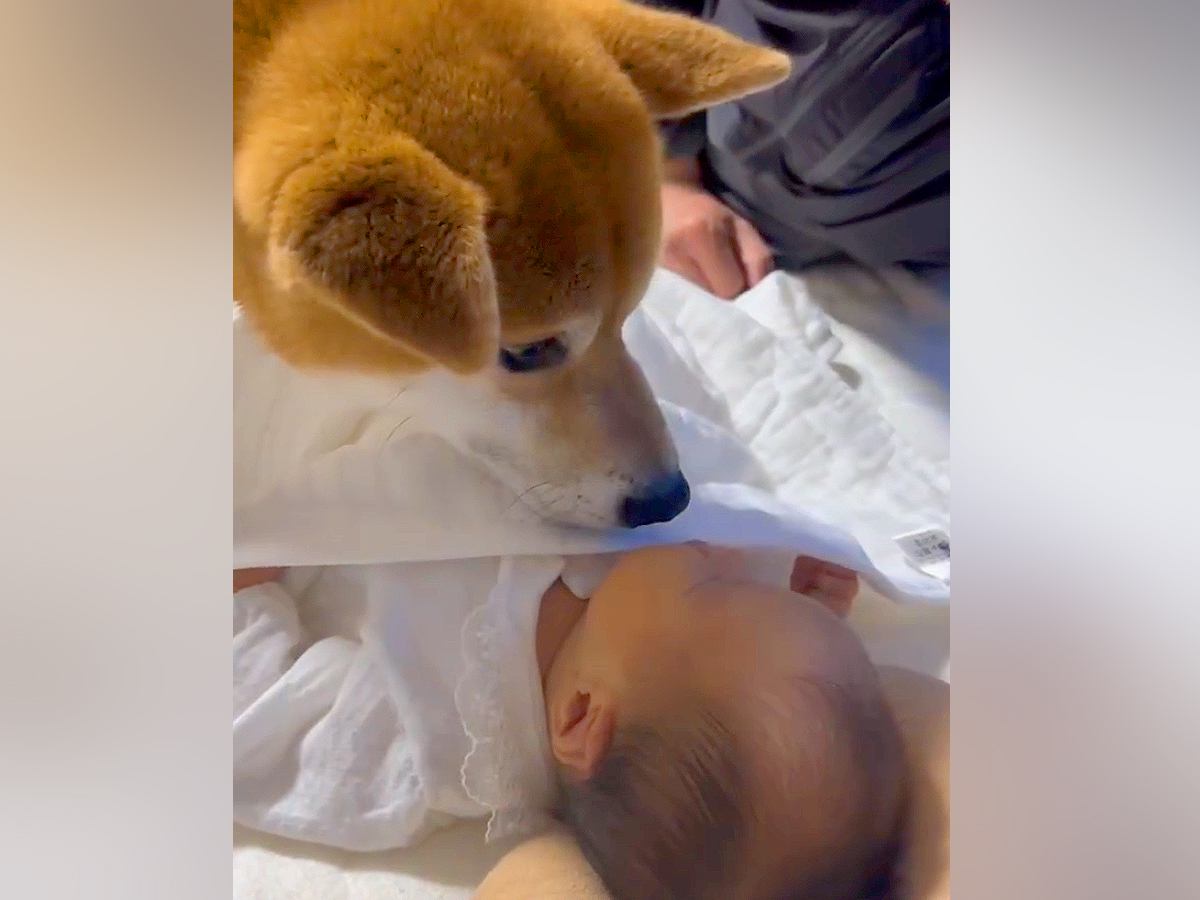 孫が生まれたので『犬と会わせてみた』結果…赤ちゃんとの初対面で見せた『まるで親子のような光景』が65万再生「涙出た」「立派」と感動の声