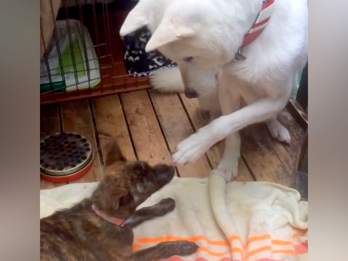 『危険な犬種』と言われる紀州犬が、3本足の子犬に…想像とは裏腹な『まさかの行動』が5万再生「素晴らしい」「全人類見習いたい」と称賛