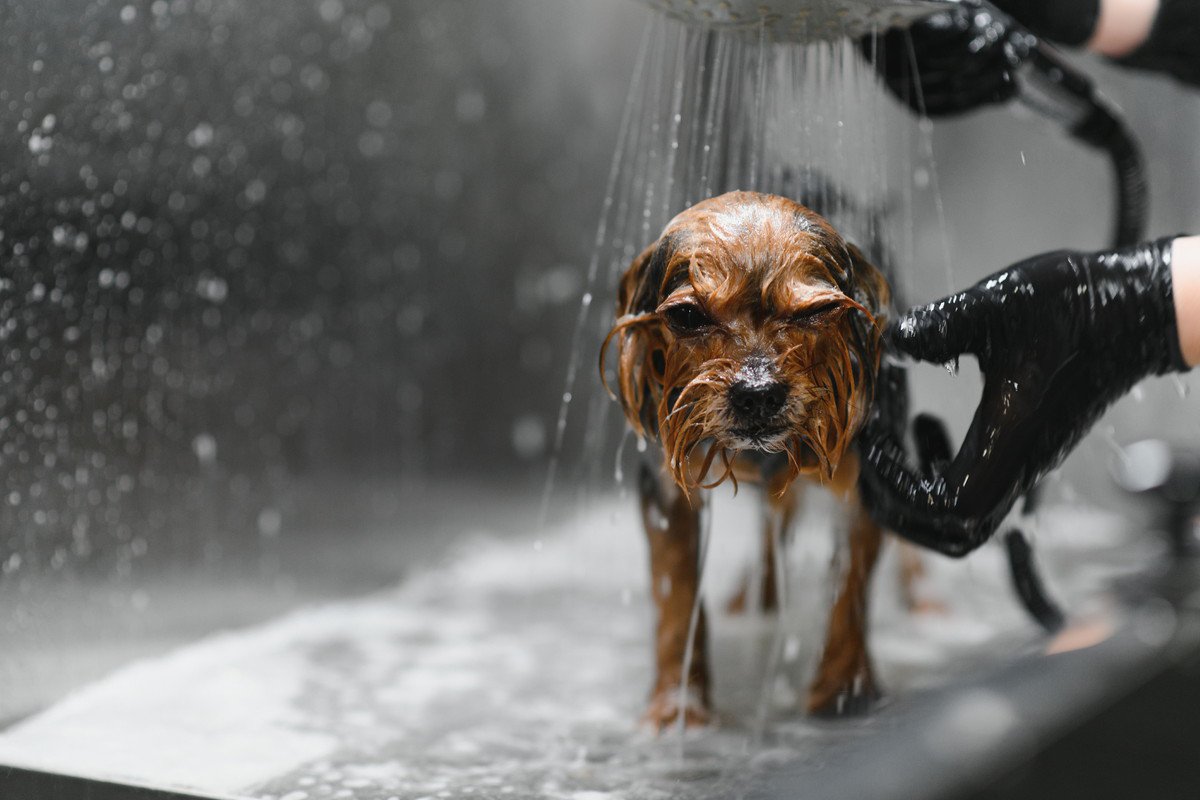 犬に『しなくてもいいお世話』３選　飼い主がやりがちなお節介や逆効果となる行為まで