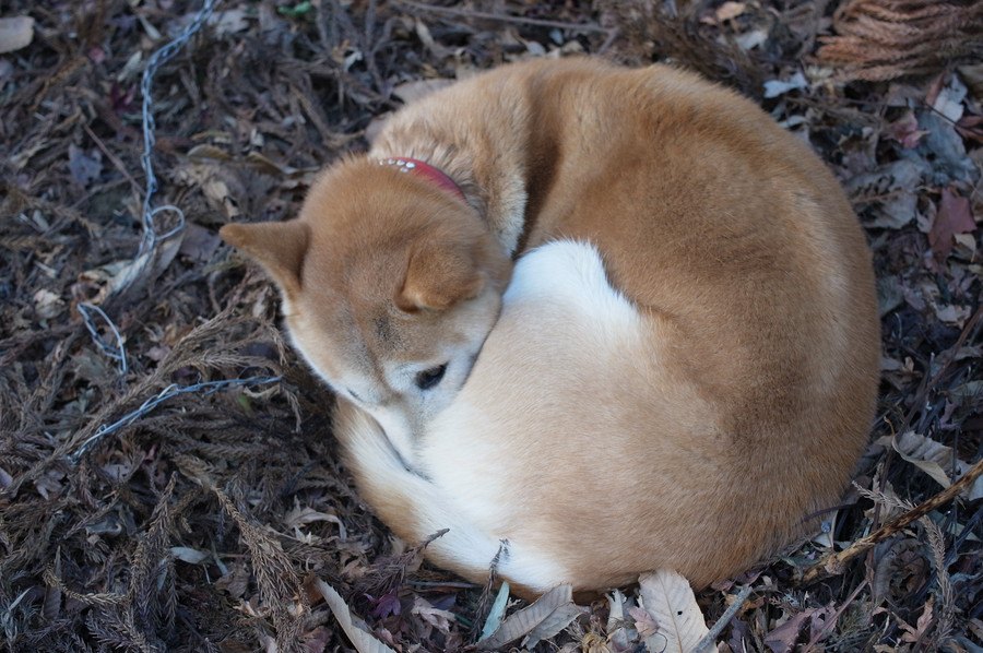 犬が体を丸めるときの心理状態４つ