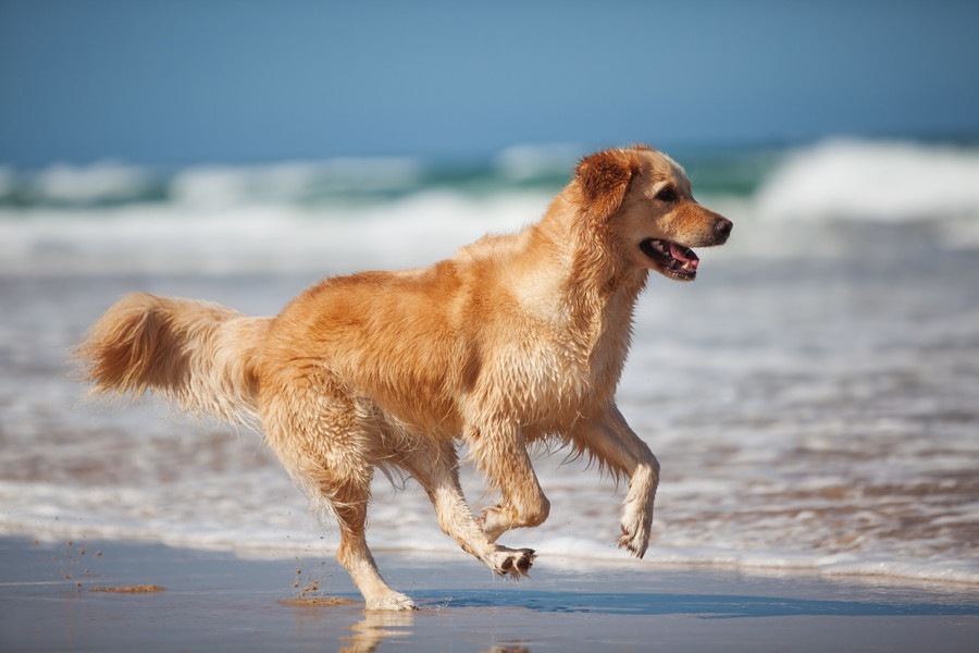 犬のデトックス～体の中から綺麗にする方法と注意点～