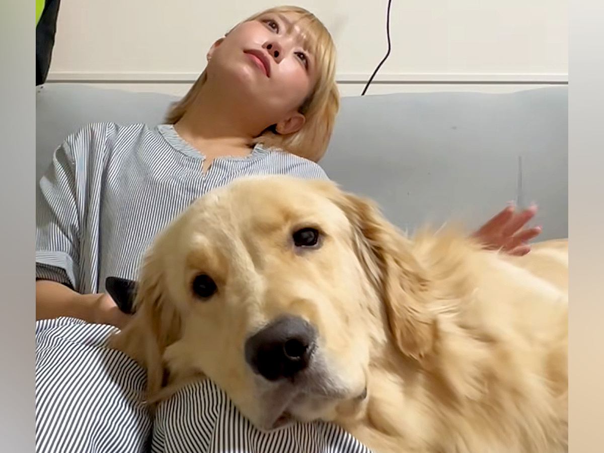 大型犬に膝枕をしてあげる女性→撫でるのをサボっていたら…まるでカップル?人間味あふれる行動が147万再生「彼氏系犬w」「なんか泣けた」