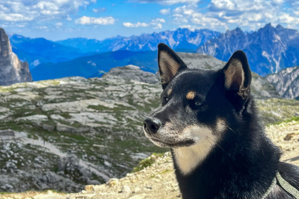 犬の家畜化の起源に迫る、古代オオカミのゲノム研究結果