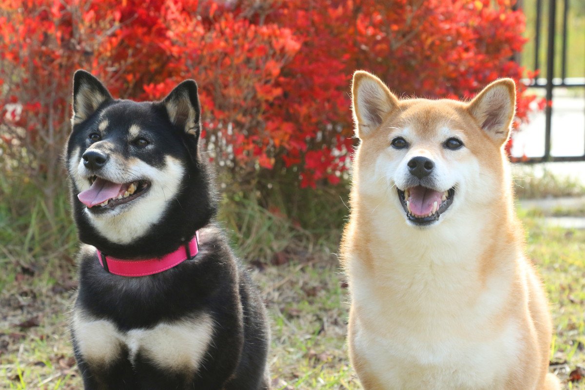 犬の老化を遅くする「4つのコツ」 いつまでも元気でいてもらう秘訣とは