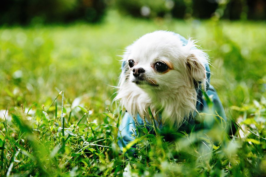 雨上りに犬の散歩をする時の注意点６つ