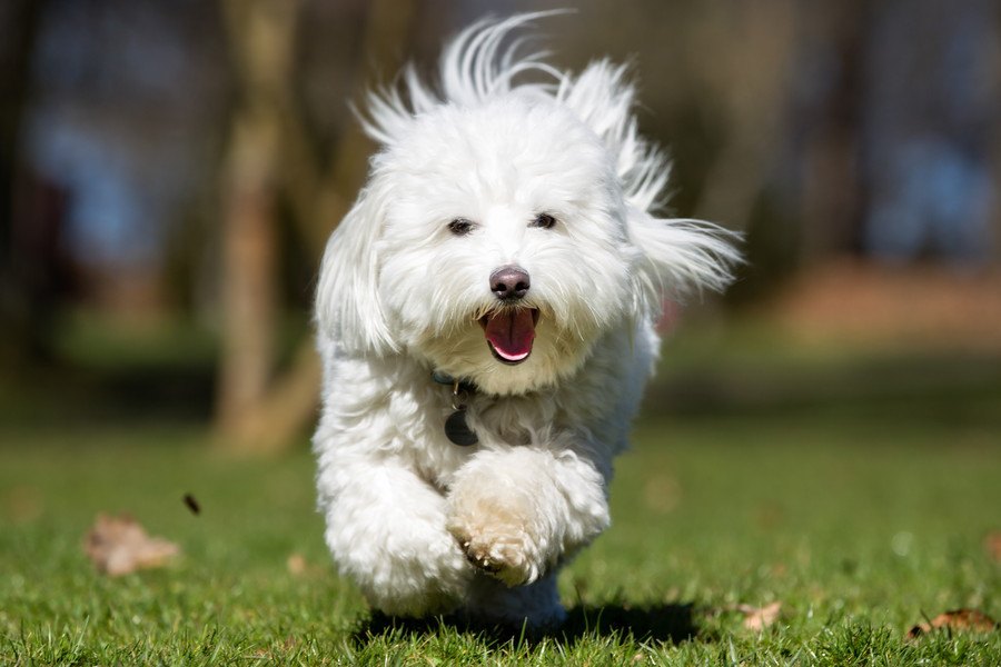 抜けてるところが可愛い♪天然な犬の特徴４選