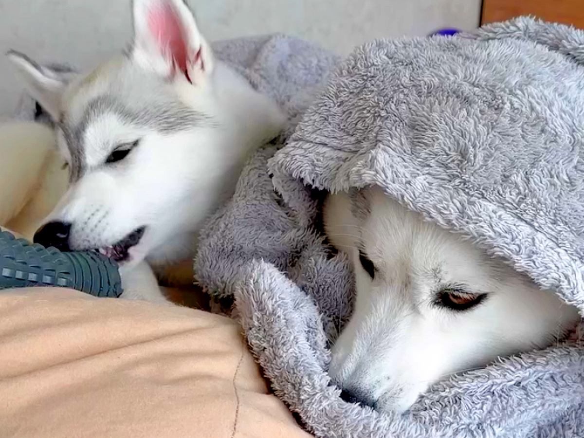 雪国生まれのハスキー犬→過保護に育てられた結果…思っているのと違う『まさかの光景』が78万再生「想像以上で笑った」「猫みたいｗ」と爆笑