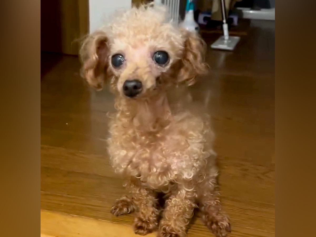 何度も人間に裏切られた『ボロボロの犬』→劣悪な環境から救い出され…思わず涙が出る『現在の光景』に反響「泣ける」「本当よかった」と2万再生