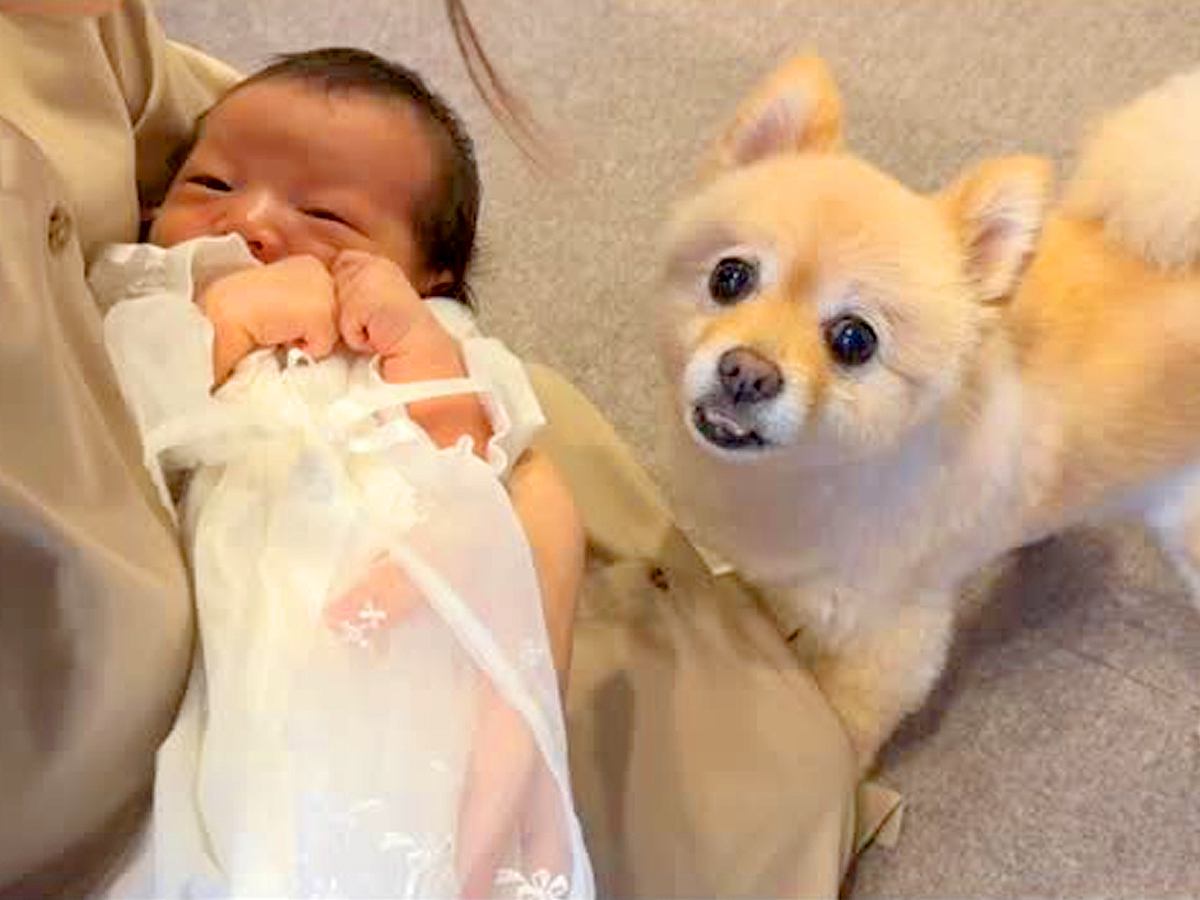 生まれたての赤ちゃんを初めて見た犬→『仲良くできるかな』と思っていたら…まるで本当のお兄ちゃんのような反応が42万再生「愛おしい」と感動