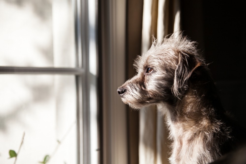 【愛情不足かも？】愛犬がこんなしぐさをしている時は構ってあげて！