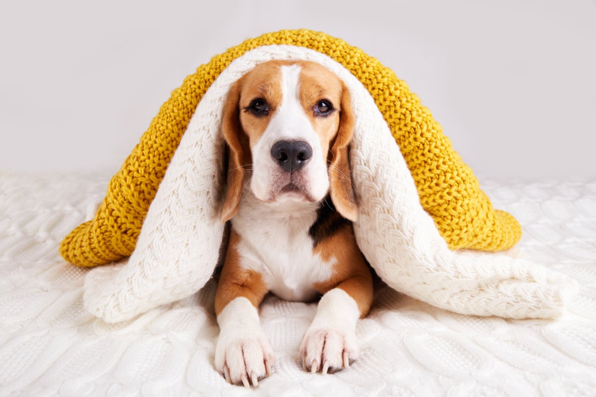 『服を嫌がる犬』がみせる行動４選　服を着てくれない理由や不快にさせないための対処法まで