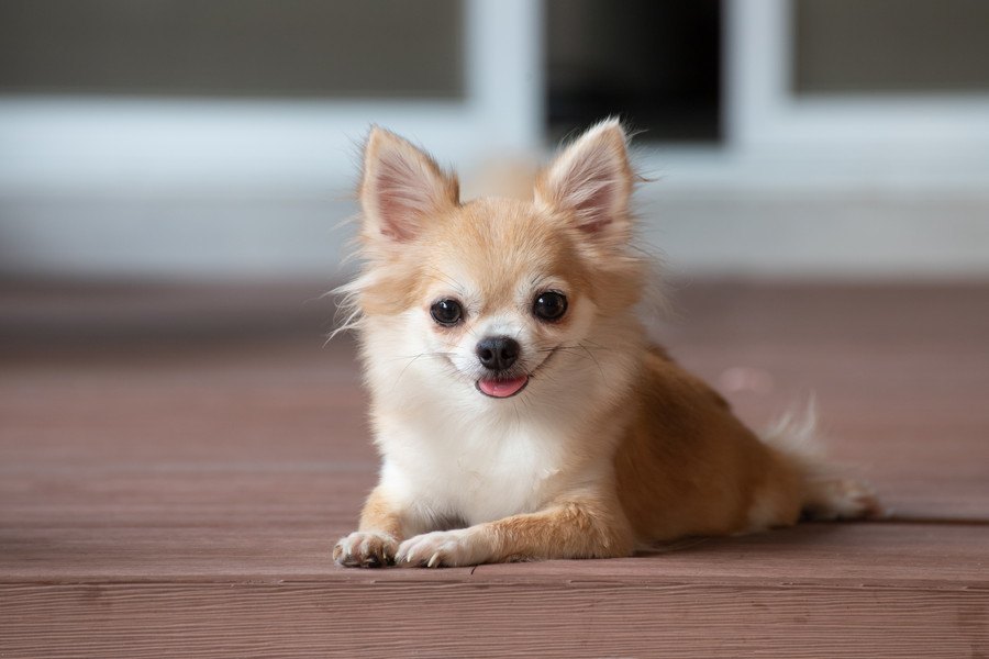 小型犬によくある病気や怪我４選！普段からチェックすべき項目とは？