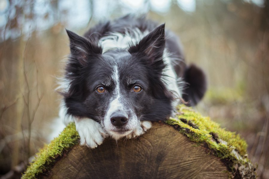 大型犬を飼う前に、必ず知っておくべき５つのこと