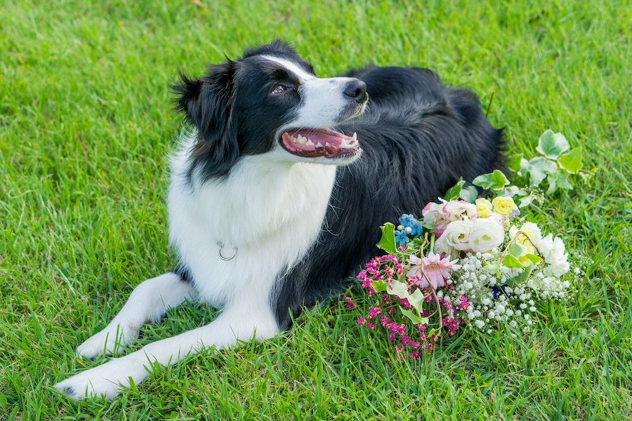 毛並みがキレイで美しい犬種６選