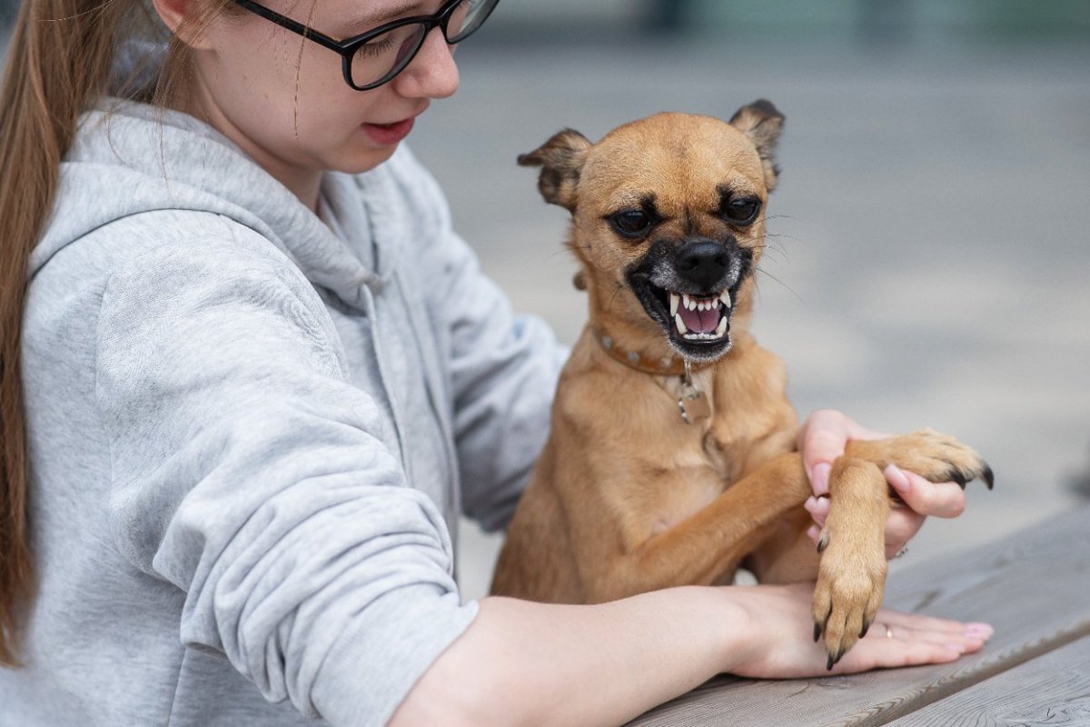 犬が飼い主を『守ろうとしている』ときにする行動4選　愛犬が人をかばおうとする理由とは？