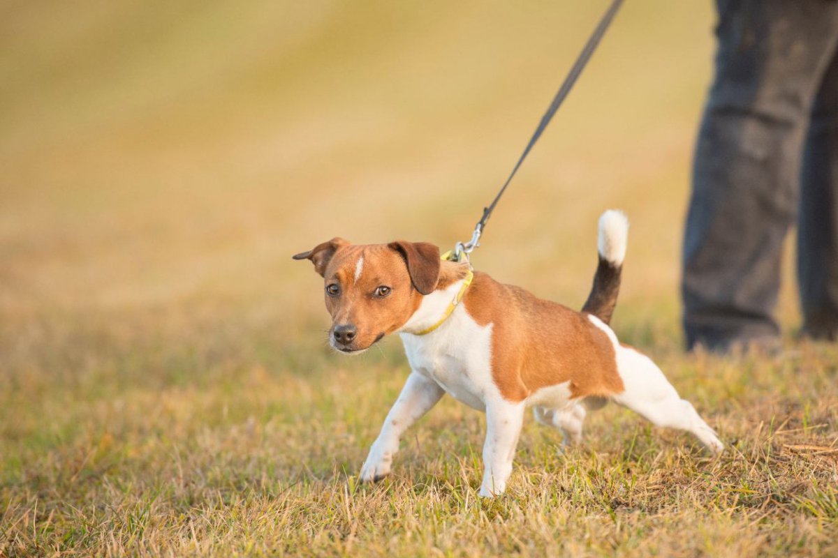 犬がリードを引っ張っている時に絶対してはいけないNG行為3選　逆効果となる飼い主の行動とは？