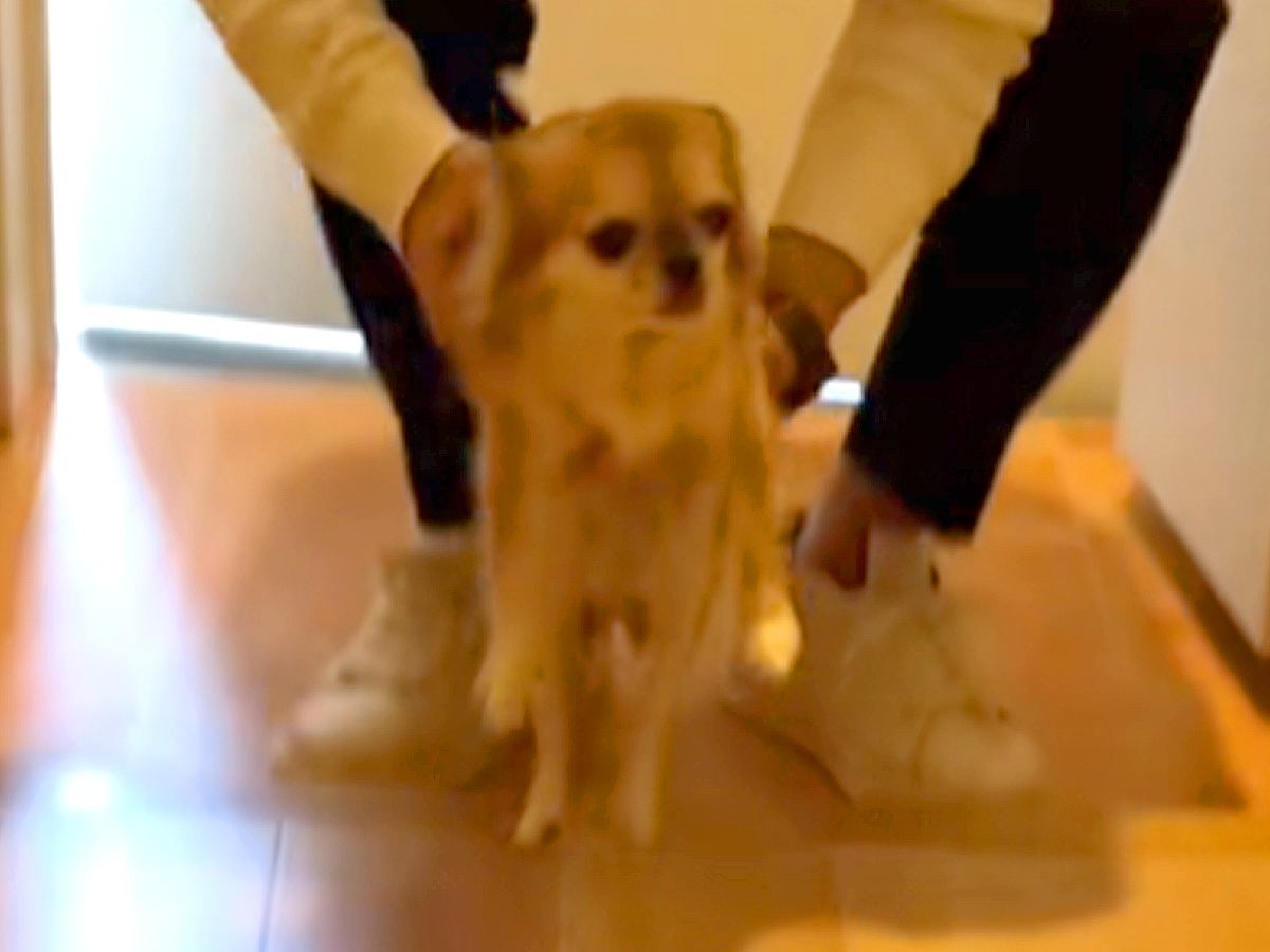 ７歳の『元繁殖犬』を引き取ると決めた結果→『緊張してしまうかな』と思ったら…予想外な『まさかの反応』が話題「嬉しそうな表情」「涙出た」