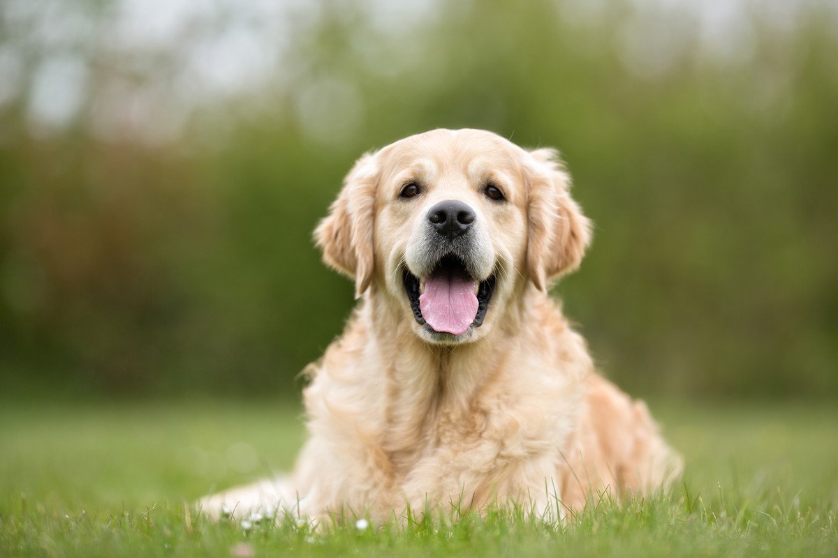 老犬ならではの「可愛すぎる仕草」6つ♡若い犬には見られない愛おしすぎる行動とは？