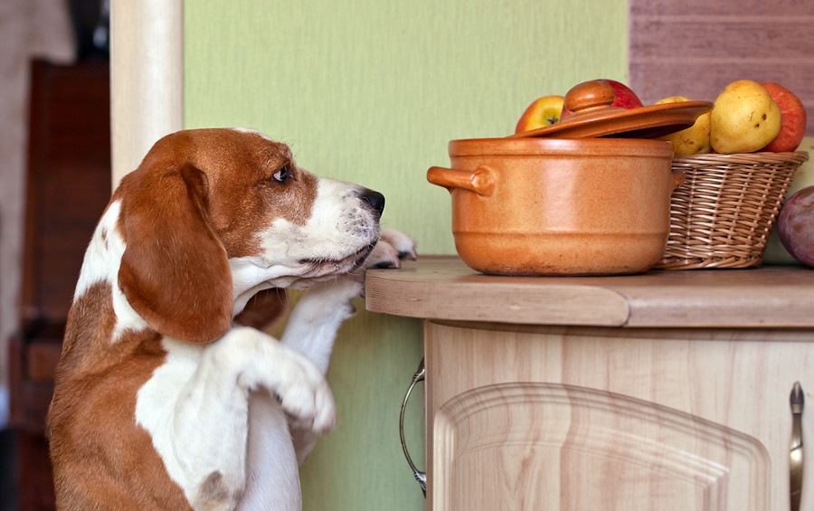 犬に与えても大丈夫な消化に良い食べ物７選