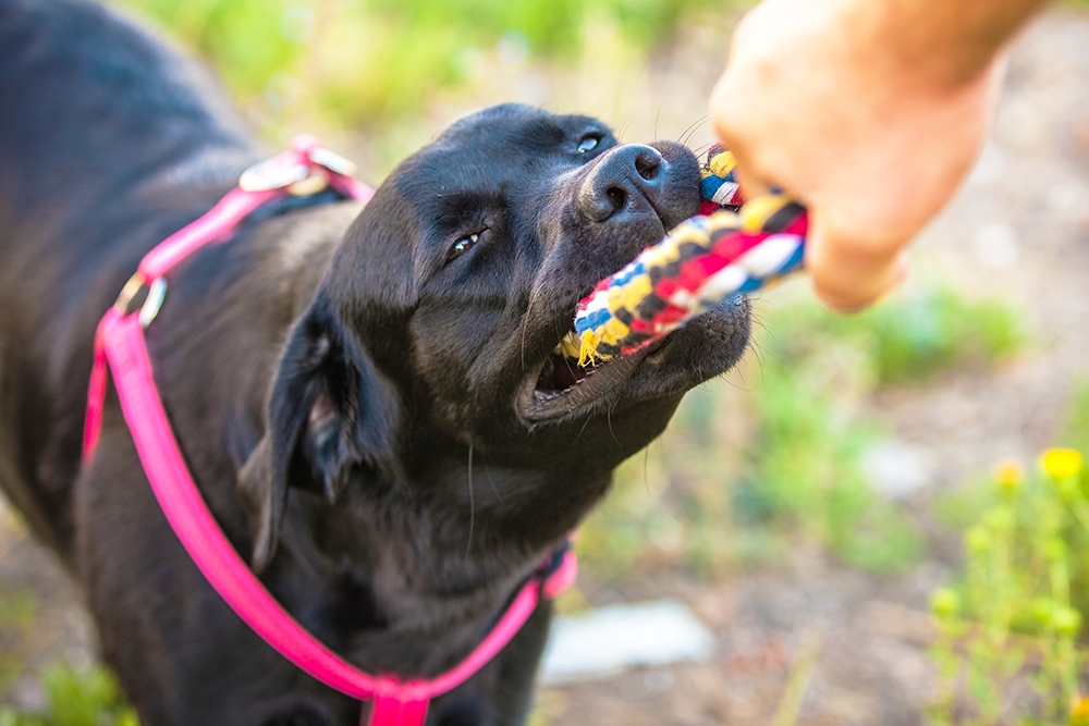 【なんで渡してくれないの？】犬がおもちゃを渡さない4つの気持ち