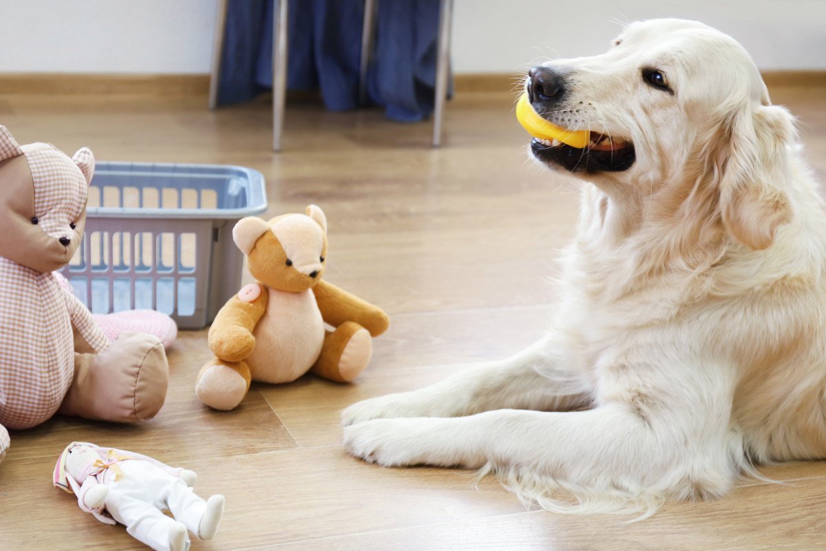 犬が気に入りやすい『おもちゃ』の共通点5つ　好みやすい理由や遊び方のポイントをご紹介