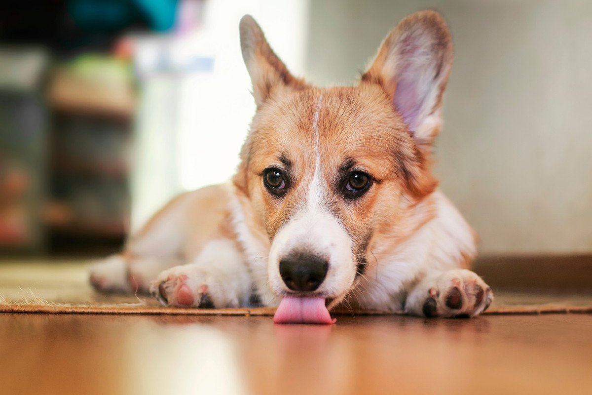 犬が家の床を舐めるのをやめさせたい！主な原因と飼い主がやるべき対策４選