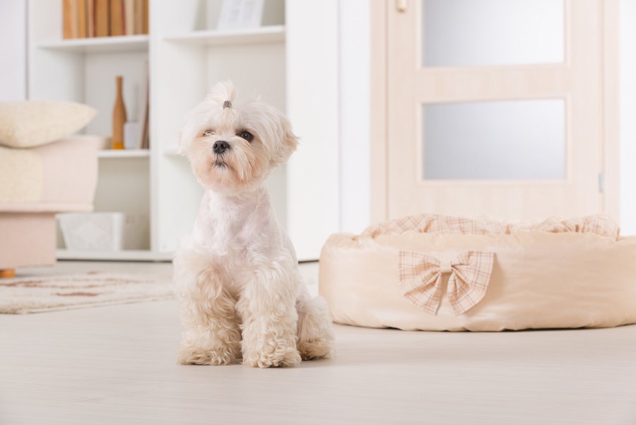 犬を室内で飼育したい！気を付けるべきことと快適に過ごしてもらう工夫