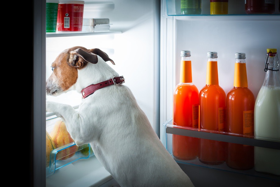 犬の食べ過ぎには要注意！隠された病気の可能性