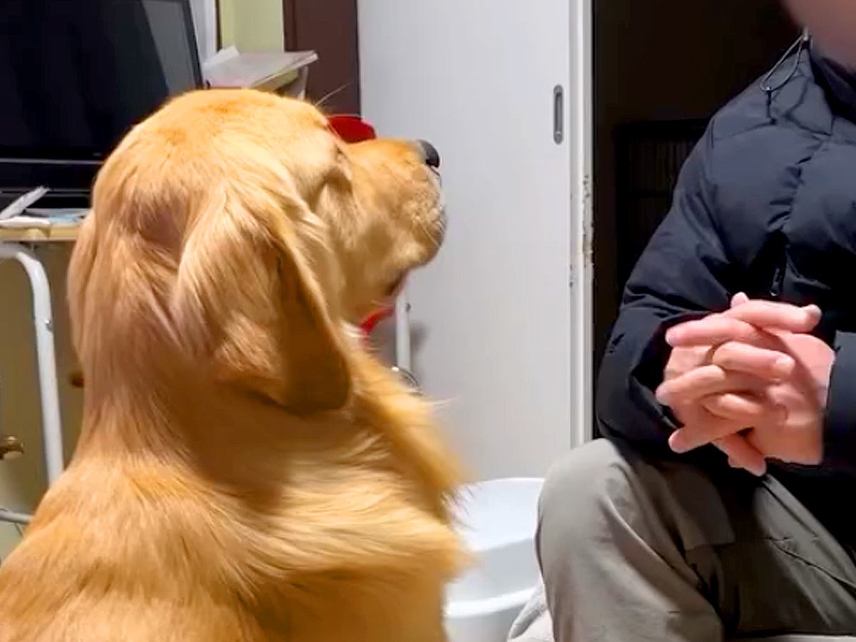 父が仕事から帰ると、大型犬が…絶対に断れない『おねだり攻撃』が4万再生　絶対に断れないお散歩の催促に思わず悶絶