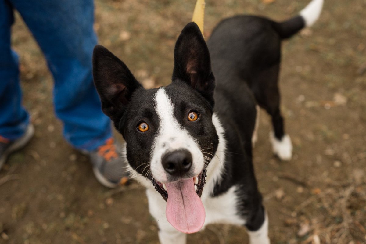 犬にも人間のADHDとよく似た行動があるという研究結果