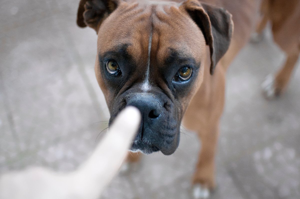 愛犬を臆病にさせてしまう『飼い主の行動』5つ