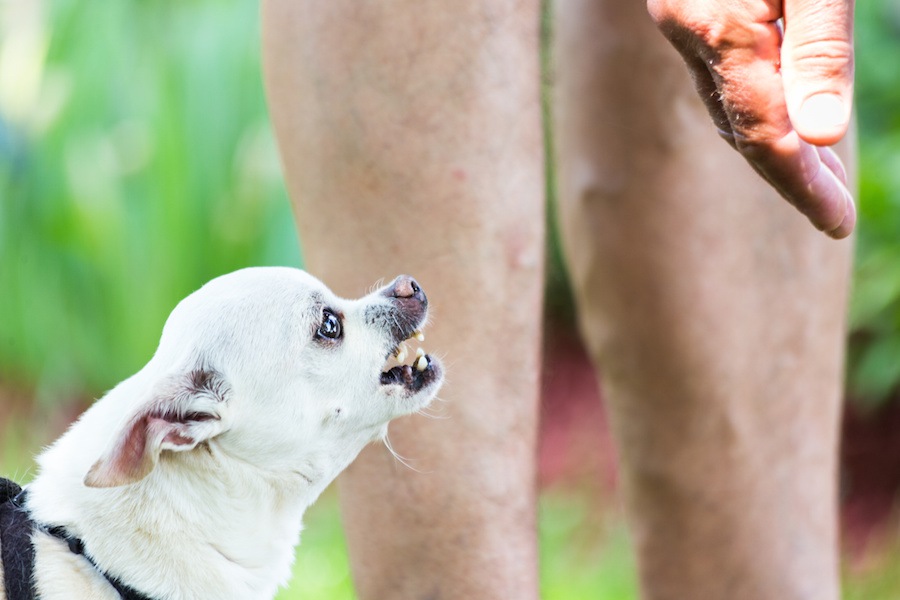 犬が言うことを聞かない時にやりたい3つの改善法