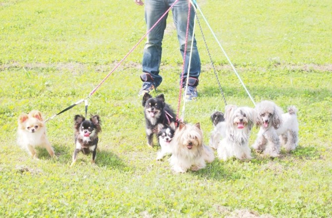 わんちゃんの多頭飼いで幸せの相乗効果♪群の良さを教えます