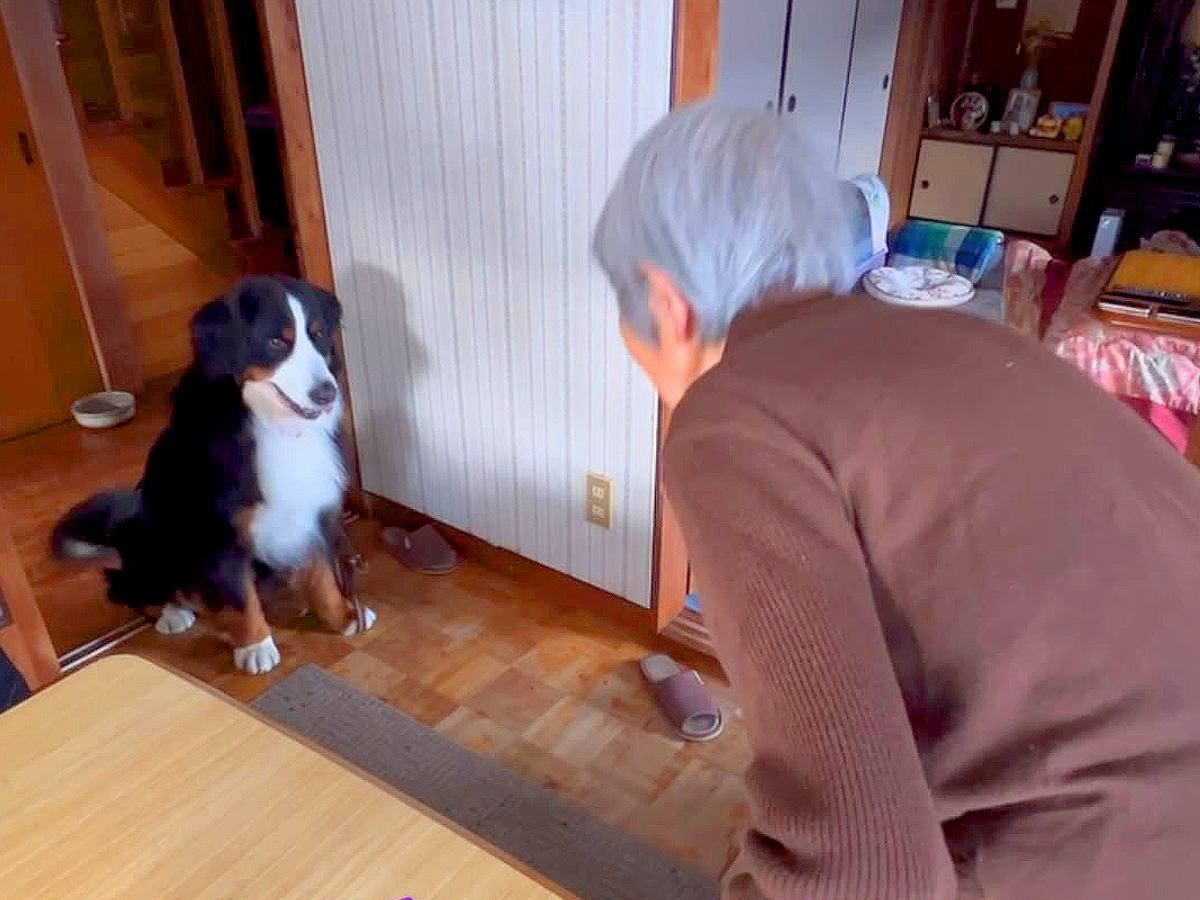 おばあちゃんが『新年のあいさつ』を大型犬にした結果…ほっこりが止まらない『お辞儀のやり取り』が53万再生「言葉理解してる」「腰低いｗ」