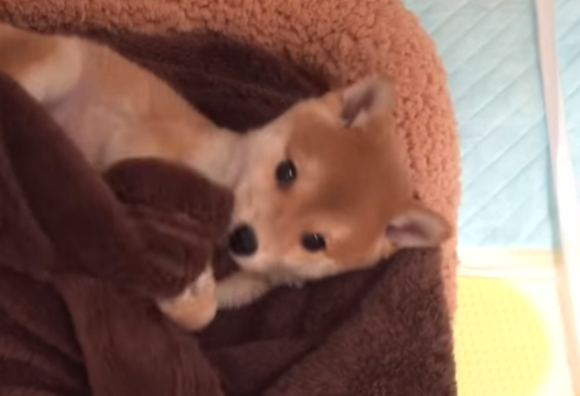 柴犬のかわいい動画30連発！