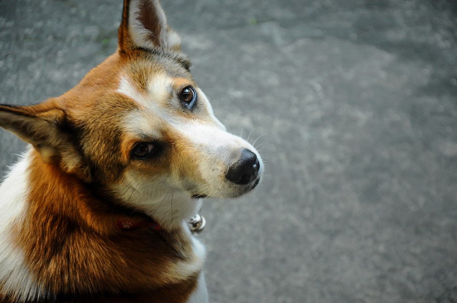 犬が飼い主に冷たい態度をとる時の心理５選