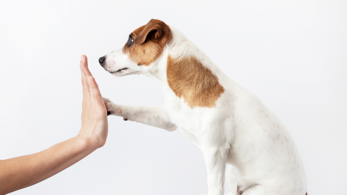 「犬をひとりで飼う」ということを考える