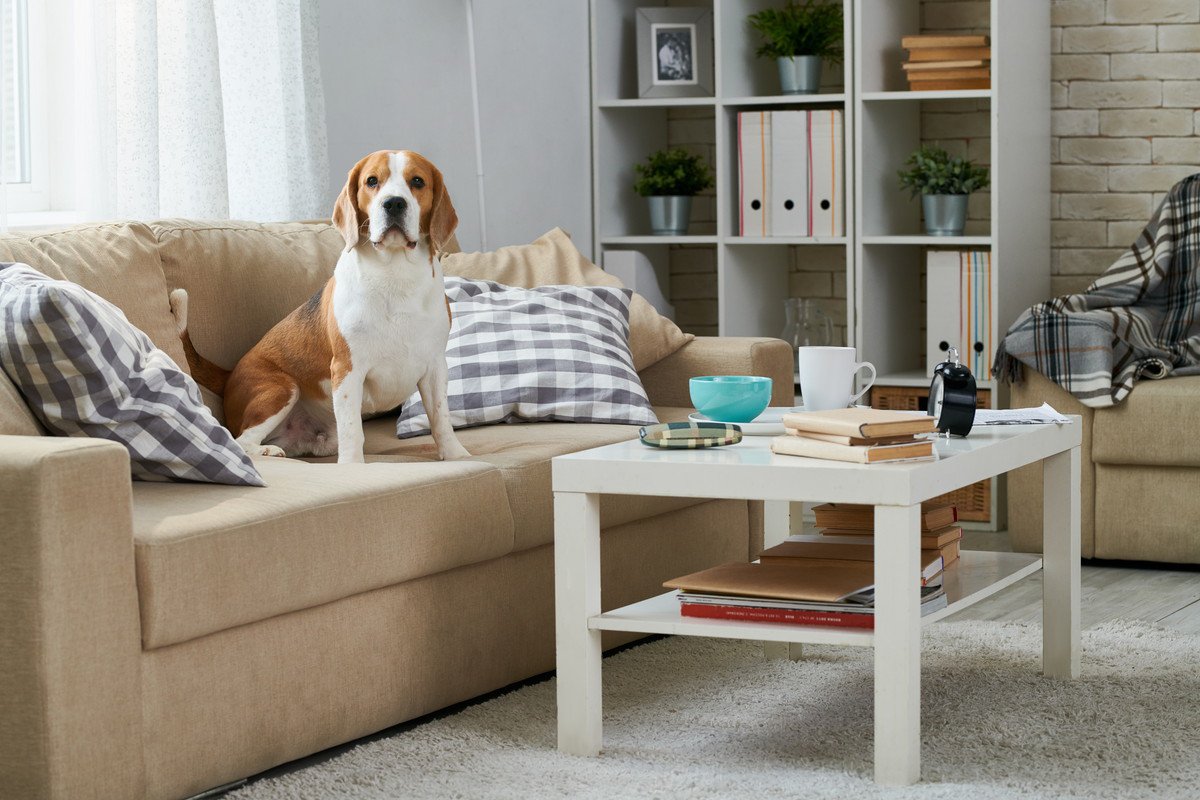 犬に苦痛を与える『居住環境』7選　あなたの部屋は大丈夫？無意識に愛犬を苦しめていることも…